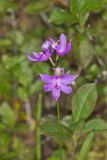 Tuberous Grasspink, Calopogon tuberosus