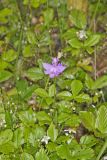 Tuberous Grasspink, Calopogon tuberosus
