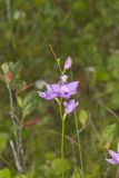 Tuberous Grasspink, Calopogon tuberosus