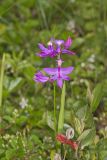 Tuberous Grasspink, Calopogon tuberosus