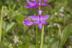 Tuberous Grasspink