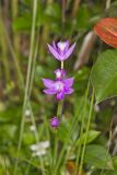 Tuberous Grasspink, Calopogon tuberosus