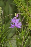 Tuberous Grasspink, Calopogon tuberosus