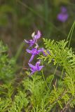 Tuberous Grasspink, Calopogon tuberosus