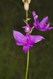 Tuberous Grasspink, Calopogon tuberosus