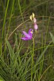 Tuberous Grasspink, Calopogon tuberosus