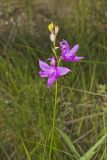 Tuberous Grasspink, Calopogon tuberosus