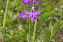 Tuberous Grasspink, Calopogon tuberosus