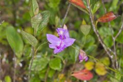 Tuberous Grasspink, Calopogon tuberosus