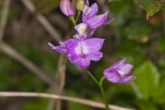 Tuberous Grasspink, Calopogon tuberosus