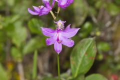Tuberous Grasspink, Calopogon tuberosus