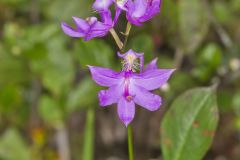 Tuberous Grasspink, Calopogon tuberosus
