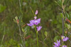 Tuberous Grasspink, Calopogon tuberosus