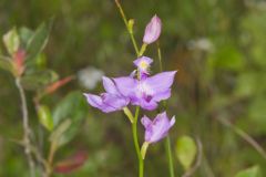 Tuberous Grasspink, Calopogon tuberosus