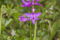 Tuberous Grasspink, Calopogon tuberosus