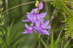 Tuberous Grasspink, Calopogon tuberosus