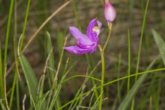 Tuberous Grasspink, Calopogon tuberosus