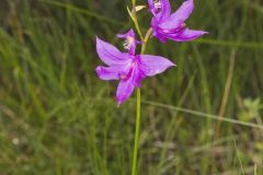 Tuberous Grasspink, Calopogon tuberosus