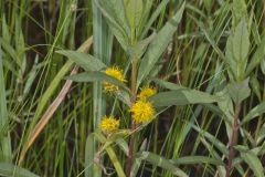Tufted Loosestrife, Lysimachia thyrsiflora