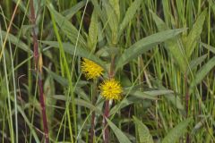 Tufted Loosestrife, Lysimachia thyrsiflora