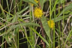 Tufted Loosestrife, Lysimachia thyrsiflora