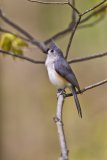 Tufted Titmouse, Baeolophus bicolor