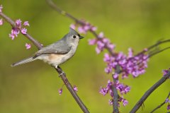 Tufted Titmouse, Baeolophus bicolor