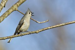 Tufted Titmouse, Baeolophus bicolor