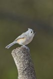 Tufted Titmouse, Baeolophus bicolor
