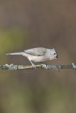 Tufted Titmouse, Baeolophus bicolor