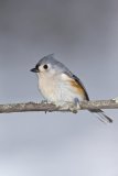 Tufted Titmouse, Baeolophus bicolor