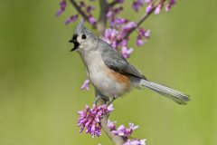 Tufted Titmouse, Baeolophus bicolor