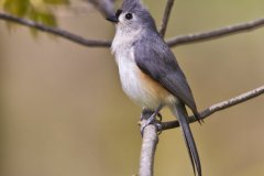 Tufted Titmouse, Baeolophus bicolor