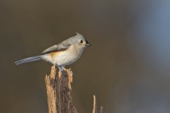 Tufted Titmouse, Baeolophus bicolor
