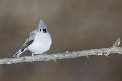Tufted Titmouse, Baeolophus bicolor