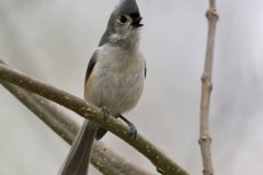 Tufted Titmouse, Baeolophus bicolor