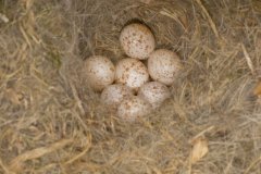 Tufted Titmouse, Baeolophus bicolor