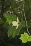 Tulip Tree, Liriodendron tulipifera
