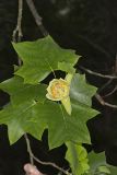 Tulip Tree, Liriodendron tulipifera
