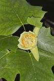 Tulip Tree, Liriodendron tulipifera