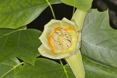 Tulip Tree