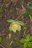 Tulip Tree, Liriodendron tulipifera