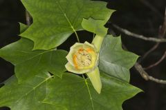 Tulip Tree, Liriodendron tulipifera