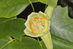 Tulip Tree, Liriodendron tulipifera