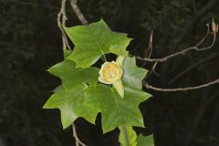 Tulip Tree, Liriodendron tulipifera