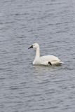 Tundra Swan, Cygnus columbianus