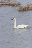 Tundra Swan, Cygnus columbianus