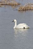 Tundra Swan, Cygnus columbianus