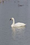 Tundra Swan, Cygnus columbianus