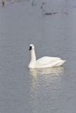 Tundra Swan, Cygnus columbianus